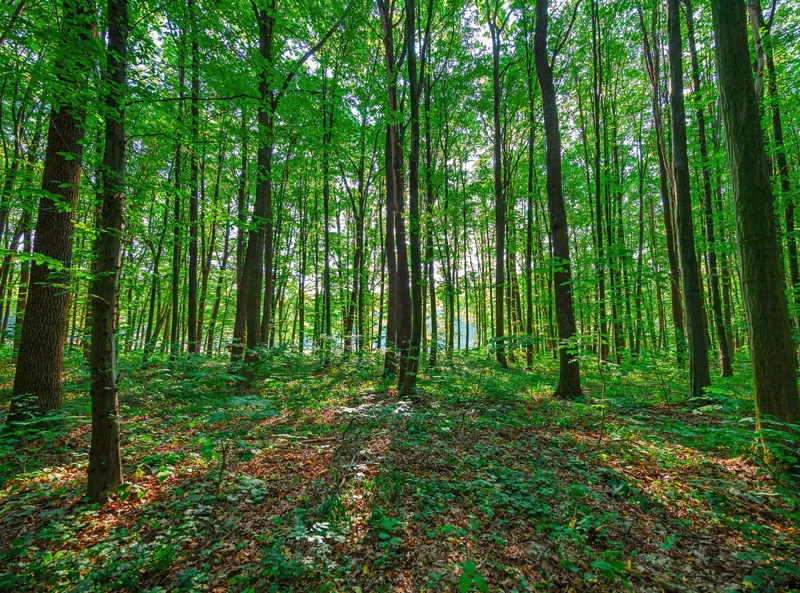 Forestry — skogsbruk och sågkedjeunderhåll